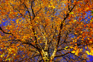 Why Autumn is the Best Season