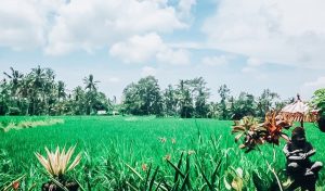 Ubud Bali