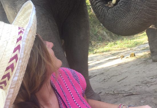 Thailand Elephants