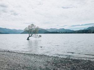 Lake Wanaka Tree