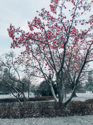 Hagley Park