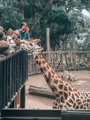Wellington Zoo
