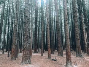 Redwoods Rotorua