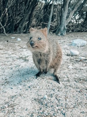 Quokka