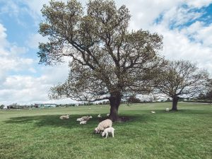 God's Own Country