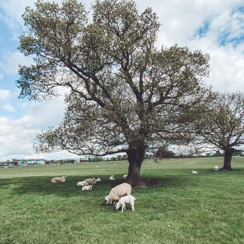 10 Things to Do in the Yorkshire Golden Triangle