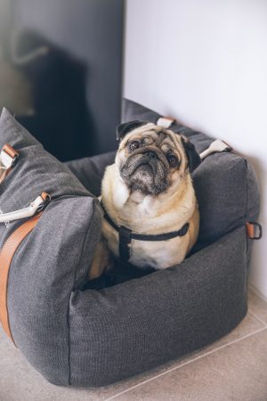Dog Bag