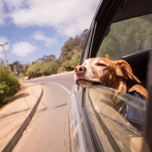 Dog Road Trip Essentials for Travelling With Your Pooch