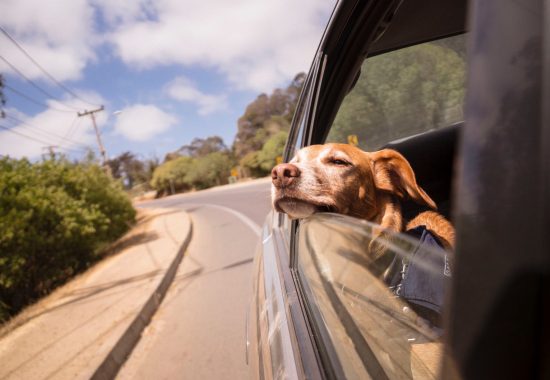 Dog Road Trip Essentials