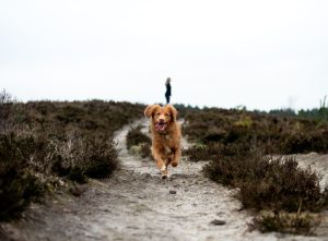 What to Pack for Dog Road Trip