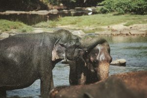 Best Destinations in Asia for Wildlife
