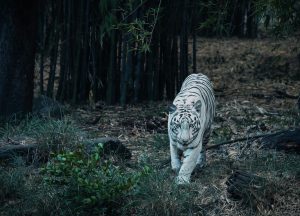 India White Tiger Best Asian Destinations for Wildlife