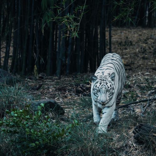 The Best Asian Destinations for a Wildlife Tour