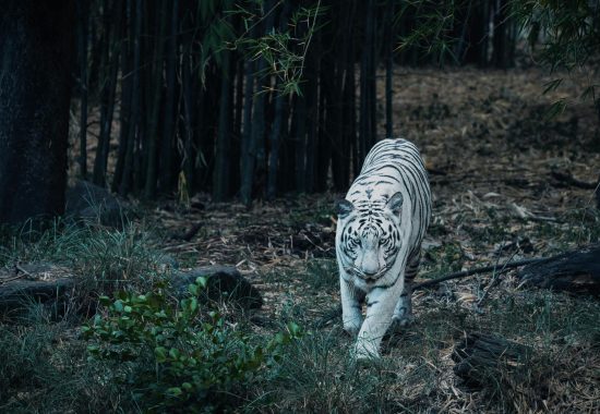 India White Tiger Best Asian Destinations for Wildlife