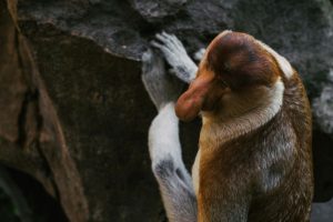 Proboscis Monkeys