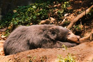 Sloth Bears Sri Lanka