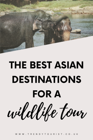 The Best Asian Destinations for a Wildlife Tour