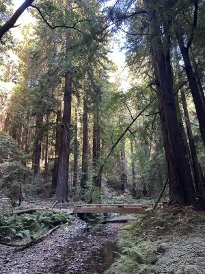 Miur Woods National Monument