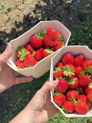 Yorkshire Strawberry Picking